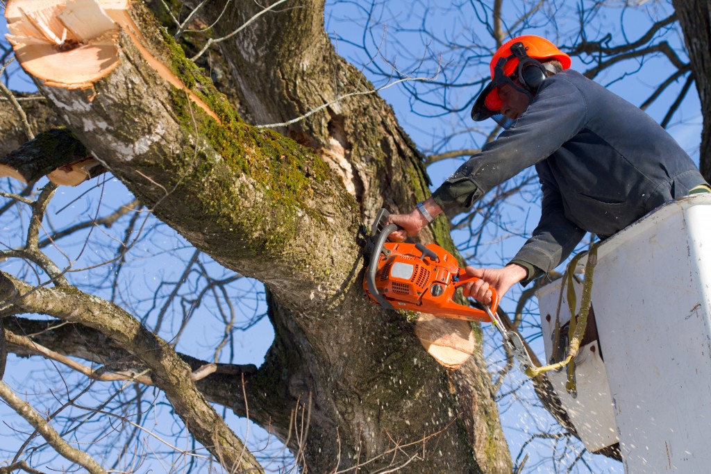 dead wood tree surgeons